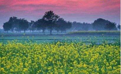 Punjab Mustard Fields