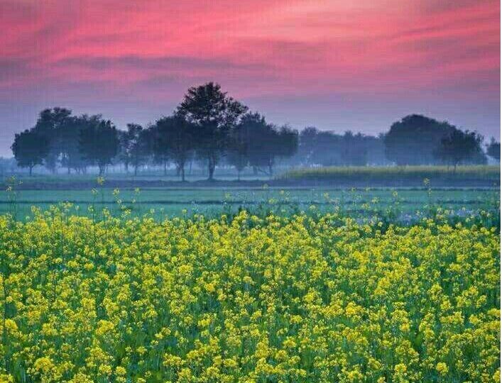 Punjab Mustard Fields